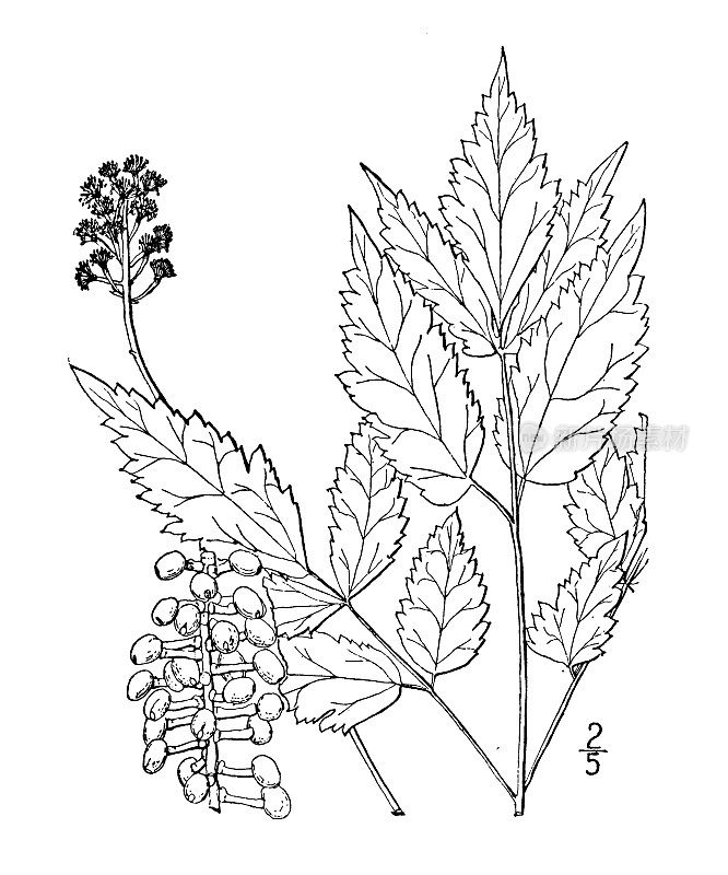 古植物学植物插图:Actaea Alba，白色baneberry